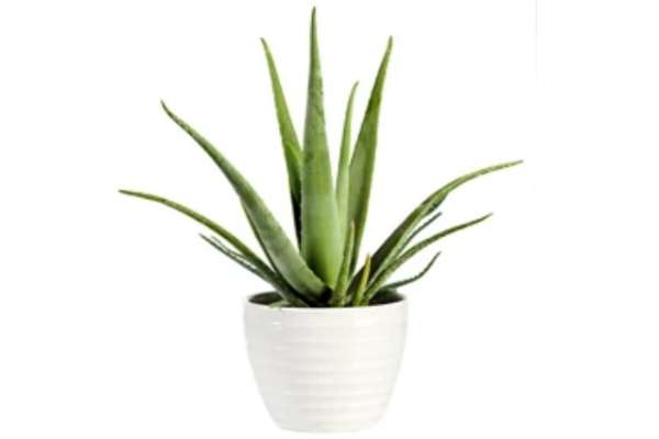 Aloe Vera Plante care atrag banii