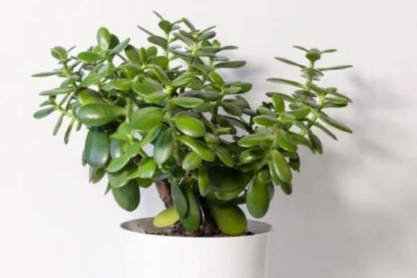 Crassula Ovata Planta de Jade Plante care atrag banii