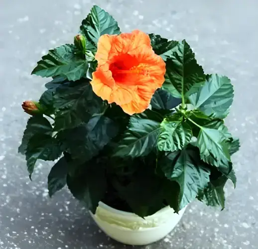 4 Hibiscus