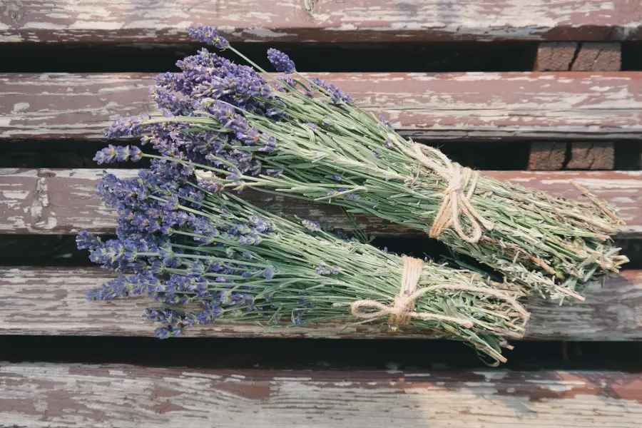 lavanda - plante care alunga tantarii