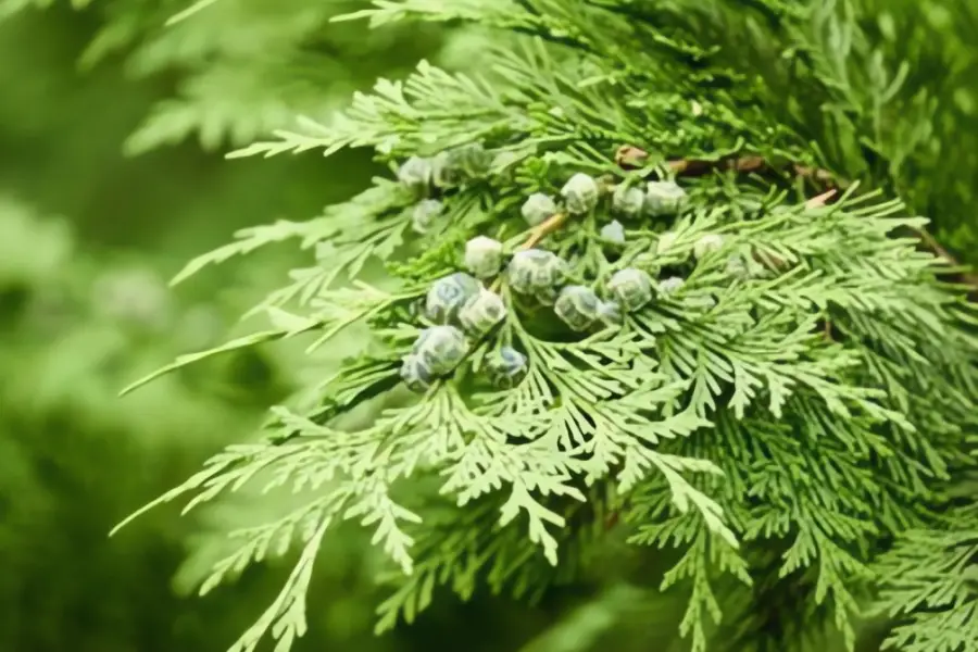 lemn de cedru - plante care alunga tantarii