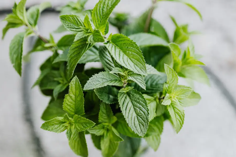 menta - plante care alunga tantarii